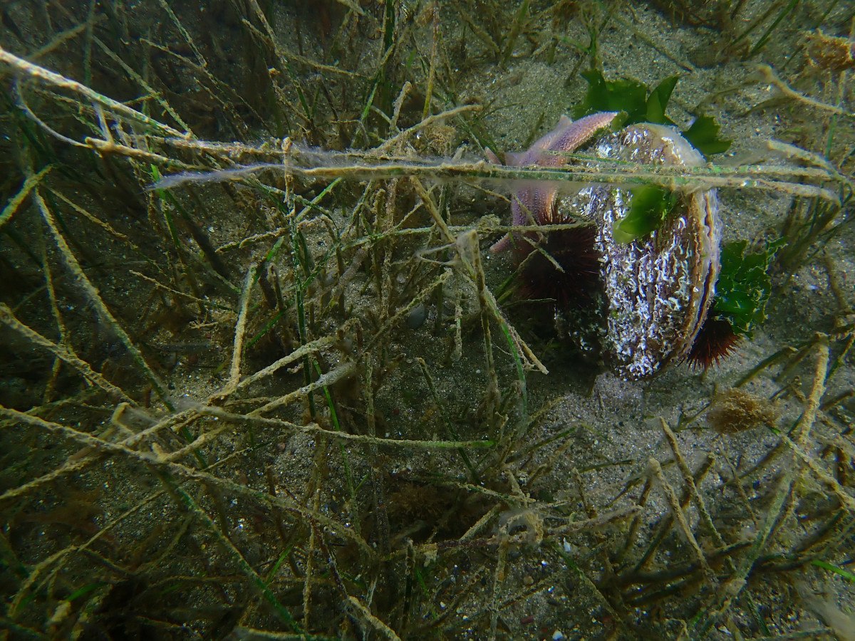 marmarada musilaj artmaya devam ediyor 7 nSVsrsUy