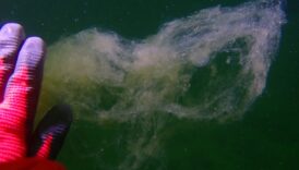 marmarada musilaj artmaya devam ediyor ET9Zby6t