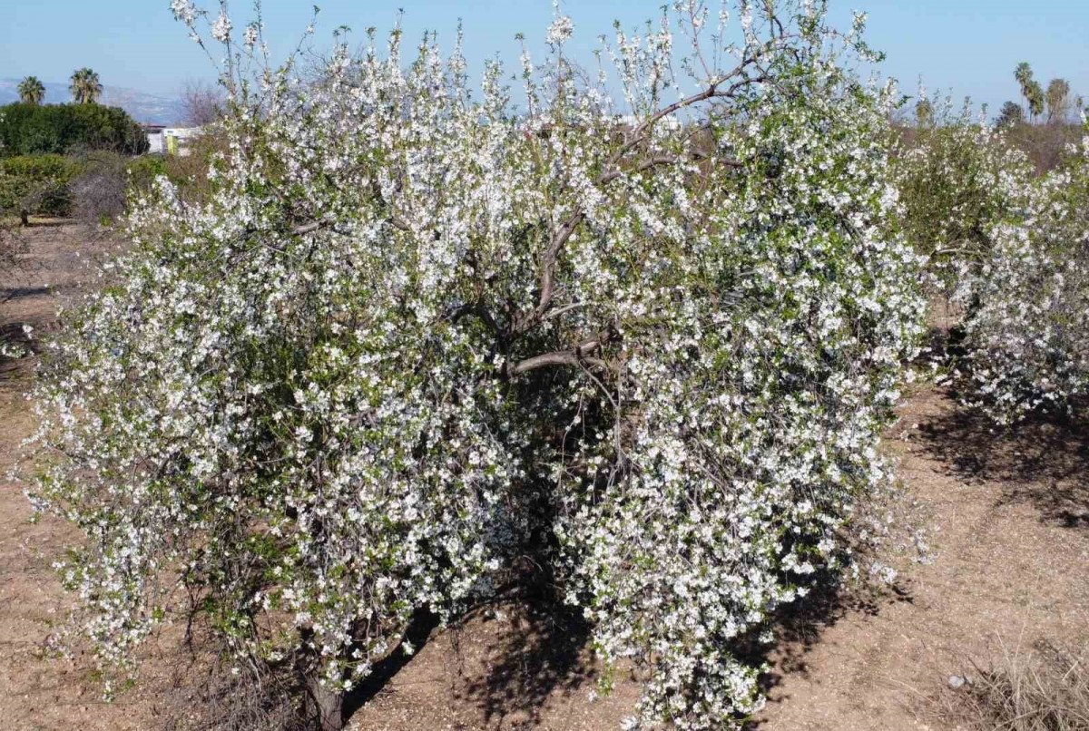 mersinde iklim degisikligi badem agaclarina 15 ay erken cicek actirdi 1 dk8EPaAz