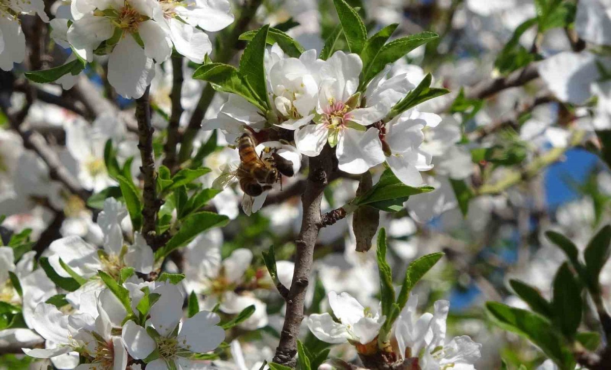 mersinde iklim degisikligi badem agaclarina 15 ay erken cicek actirdi 2 Q38ny3L1