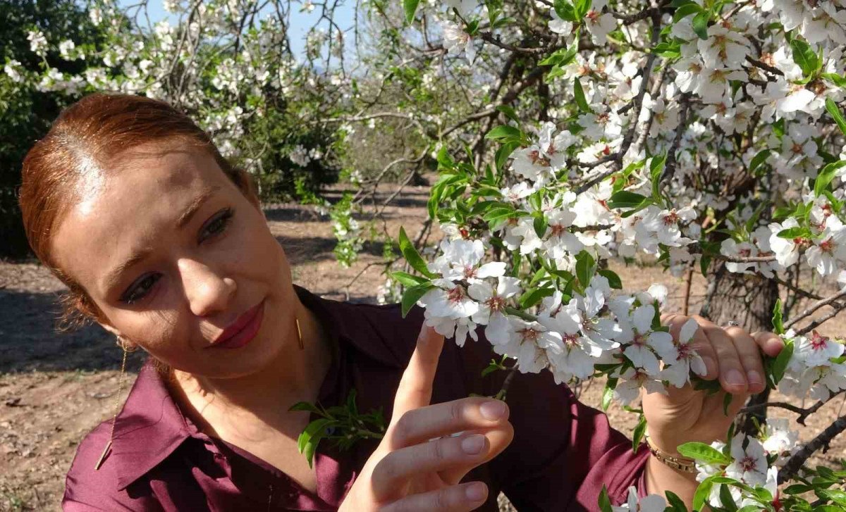 mersinde iklim degisikligi badem agaclarina 15 ay erken cicek actirdi 3 fWUEZf4X