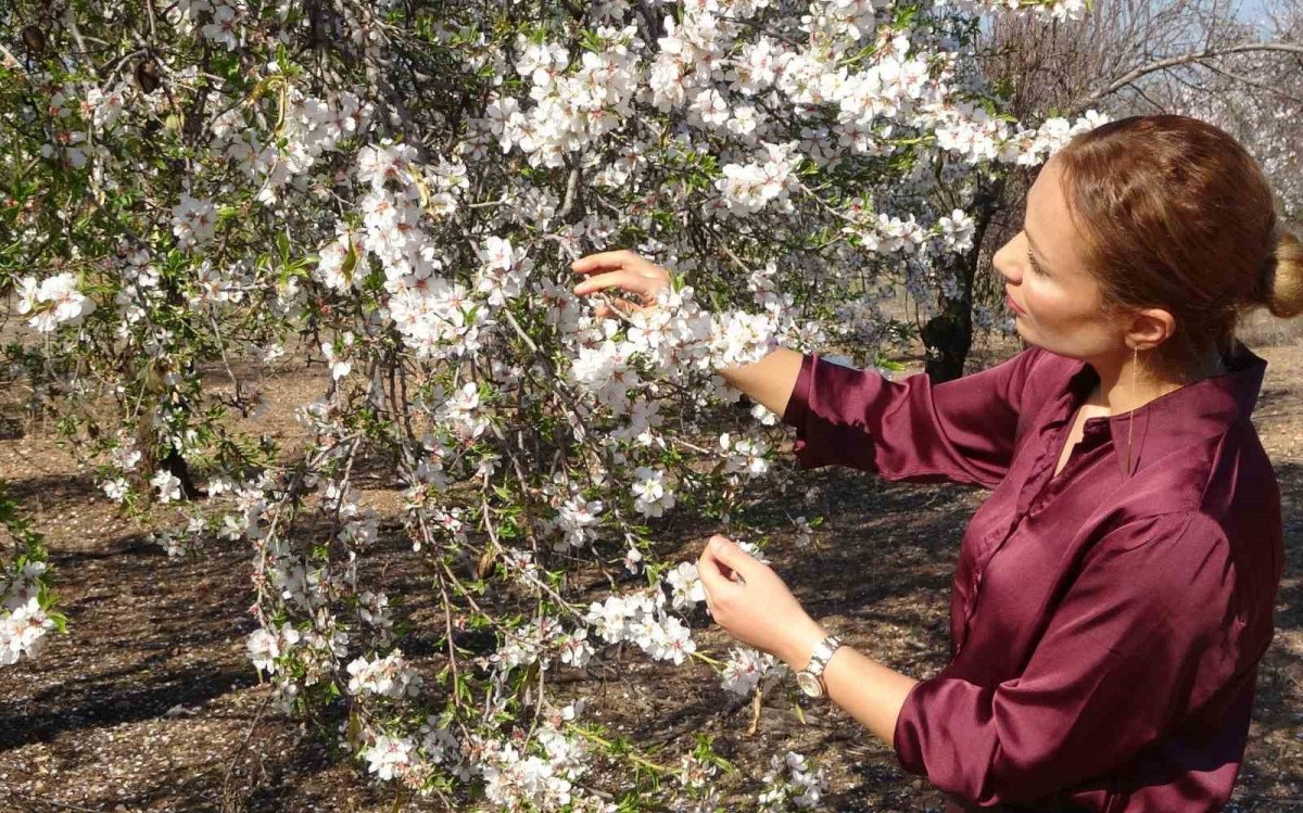 mersinde iklim degisikligi badem agaclarina 15 ay erken cicek actirdi 4 yLQpPqIL