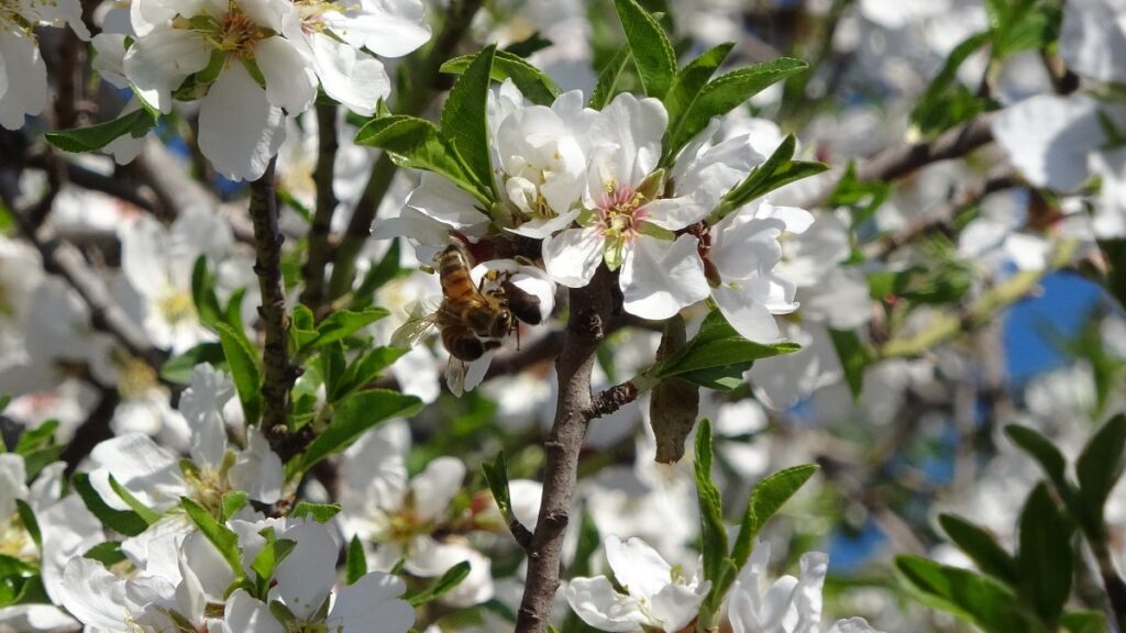 mersinde iklim degisikligi badem agaclarina 15 ay erken cicek actirdi ZqUyNRrY