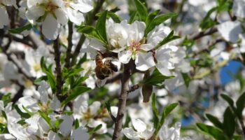 mersinde iklim degisikligi badem agaclarina 15 ay erken cicek actirdi ZqUyNRrY