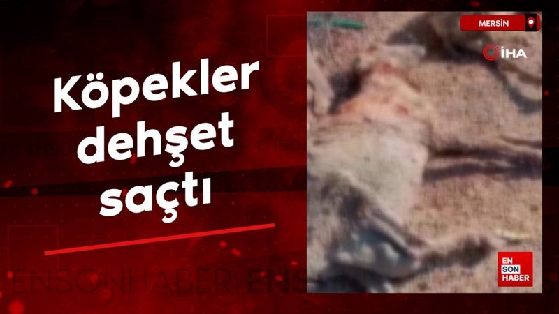mersinde kopekler dehset sacti tCYpa9mD