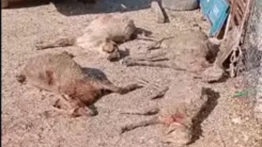 mersinde sokak kopeklerinin 26 gebe kucukbas hayvani telef ettigi olayda ciftlik sahibi yetkililere seslendi PXHUiJkS