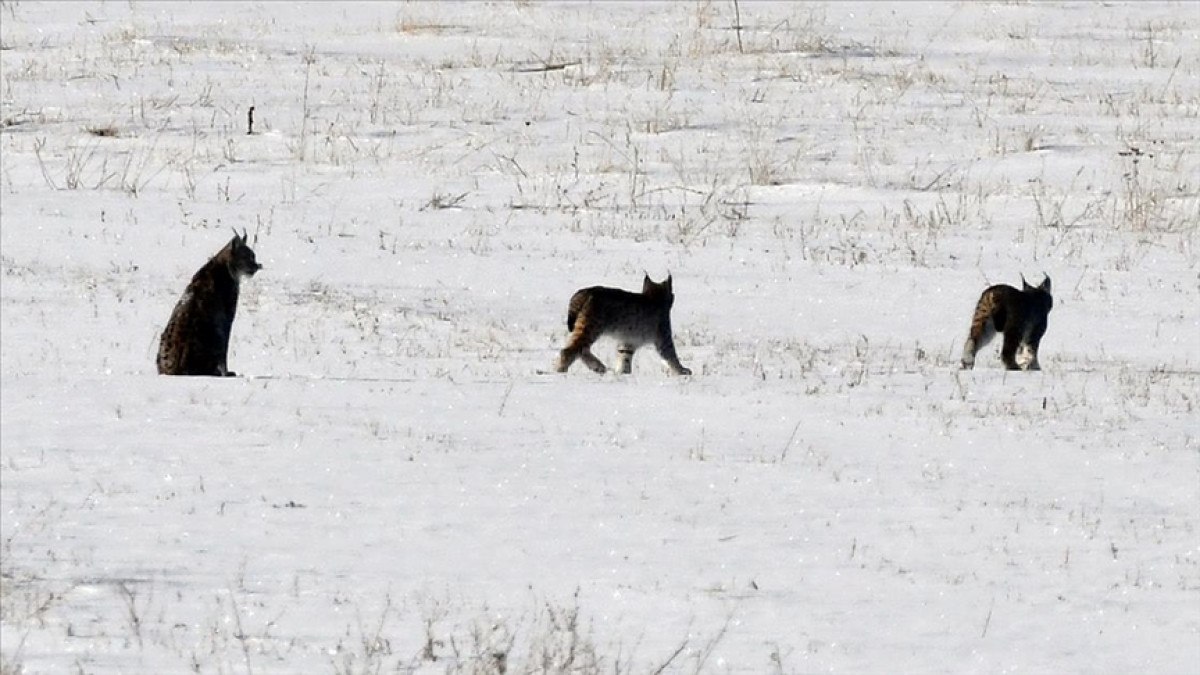 ormanin hayaleti sarikamis ormanlarinda yavrulariyla goruntulendi 0 2zW8eKN6