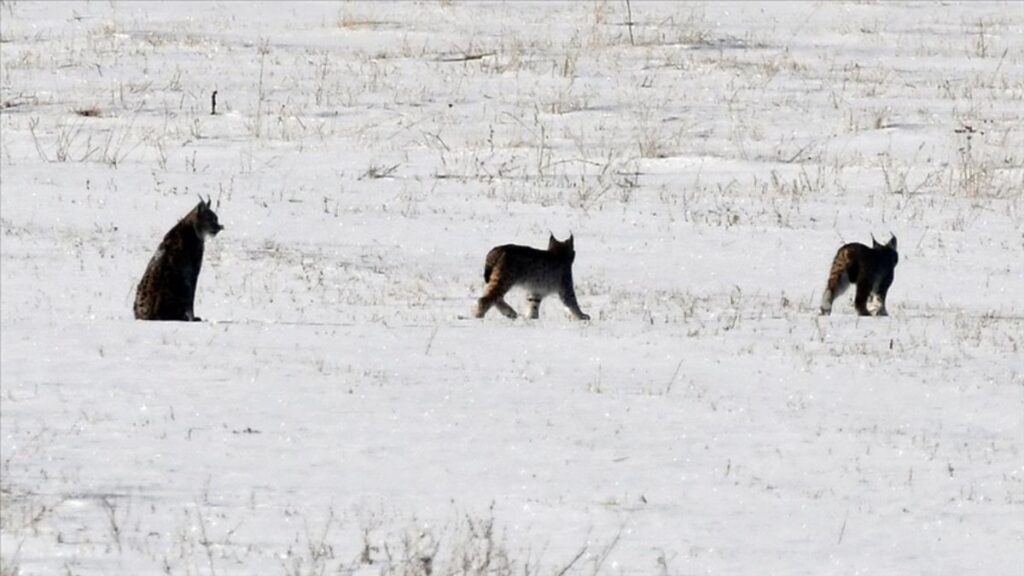 ormanin hayaleti sarikamis ormanlarinda yavrulariyla goruntulendi jYJkOgBv