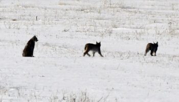 ormanin hayaleti sarikamis ormanlarinda yavrulariyla goruntulendi jYJkOgBv