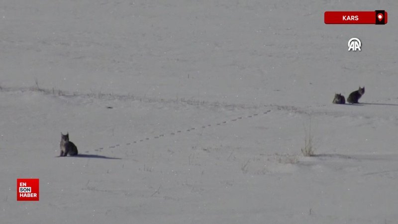 ormanin hayaleti vasak yavrulariyla kar ortusu uzerinde goruntulendi aT2VDX7Y