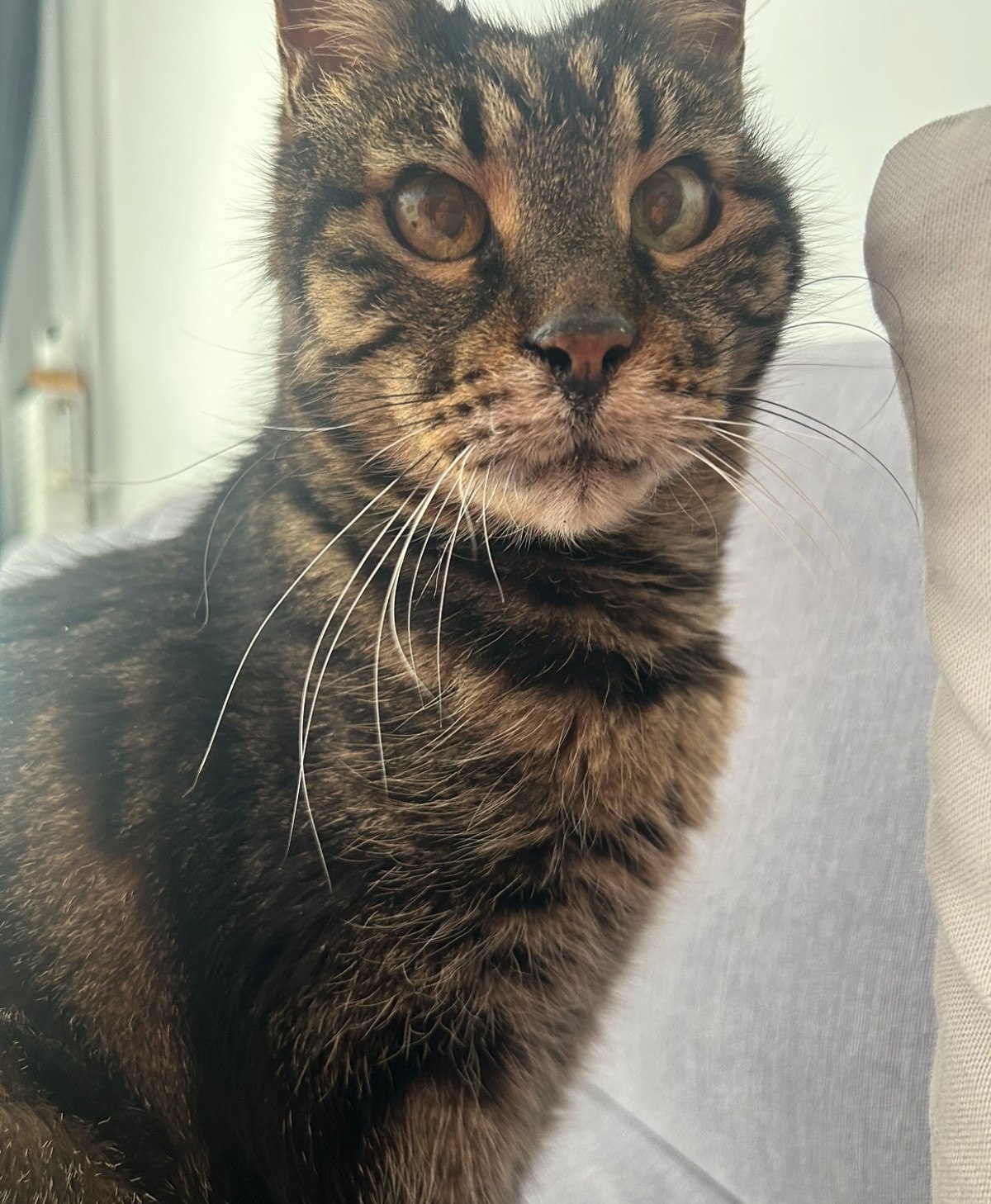 oyuncu binnur kayanin aci gunu kedisi gurkan enisteyi kaybetti 1 SrPBVWrV