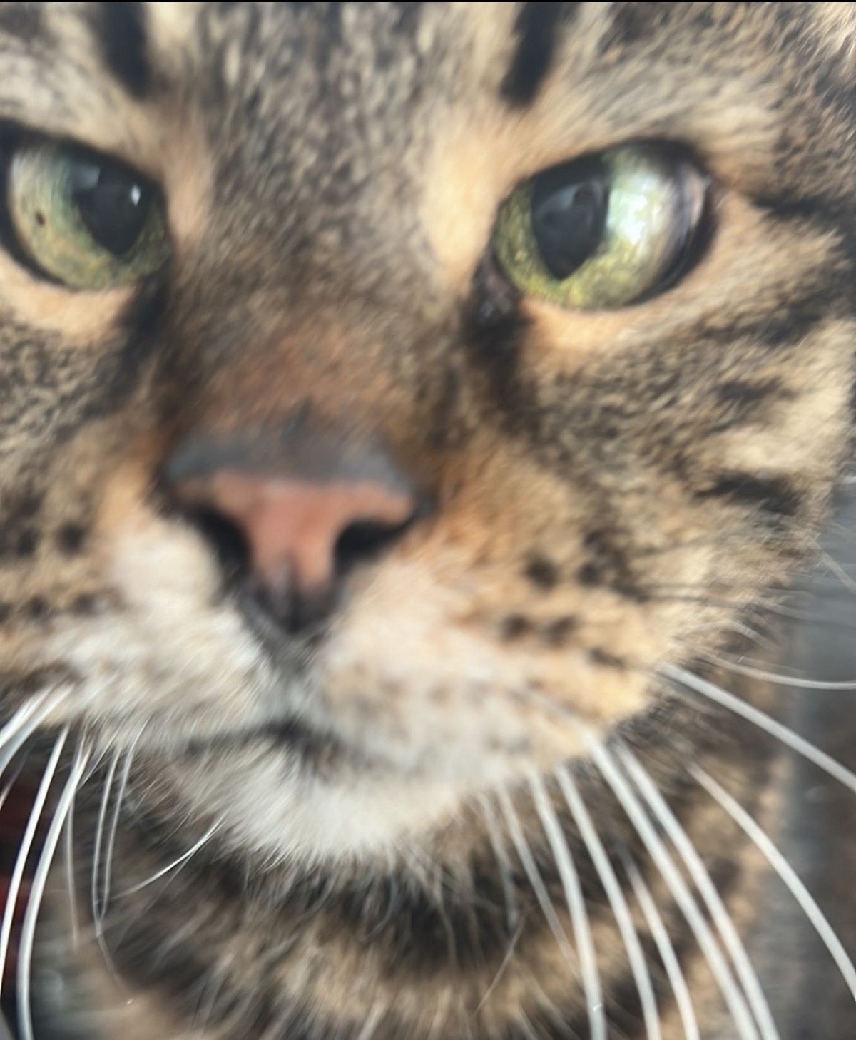 oyuncu binnur kayanin aci gunu kedisi gurkan enisteyi kaybetti 2