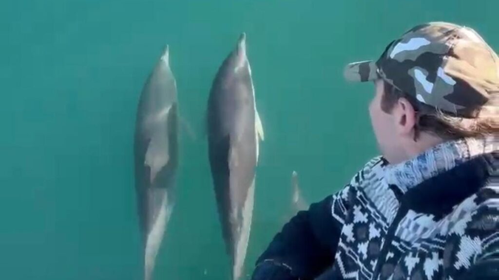 rizedeki balikcinin denizdeki yoldaslari yunuslar aXvT6qGg