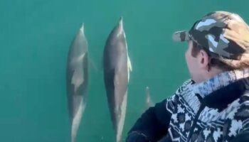 rizedeki balikcinin denizdeki yoldaslari yunuslar aXvT6qGg