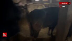 sakaryada hayvan hirsizligi yapan ceteye operasyon 9jOyZP8d