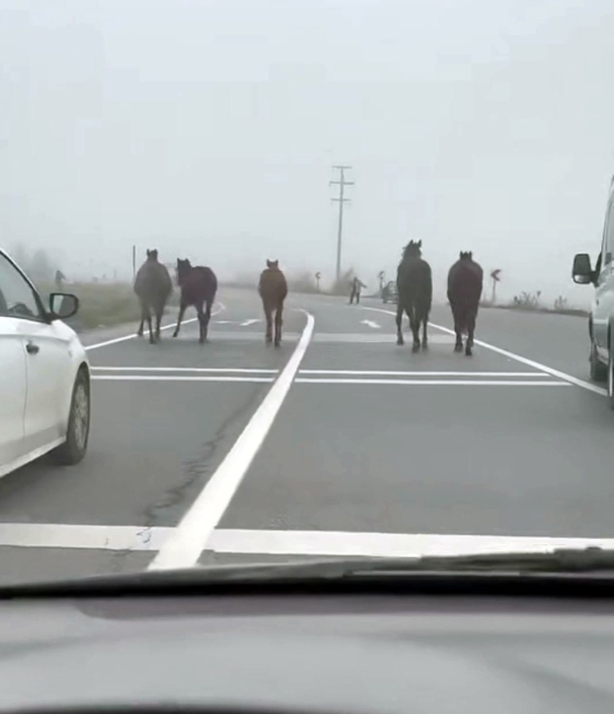 sakaryada kara yoluna cikan atlar suruculeri sasirtti 0 c9Hi6X33