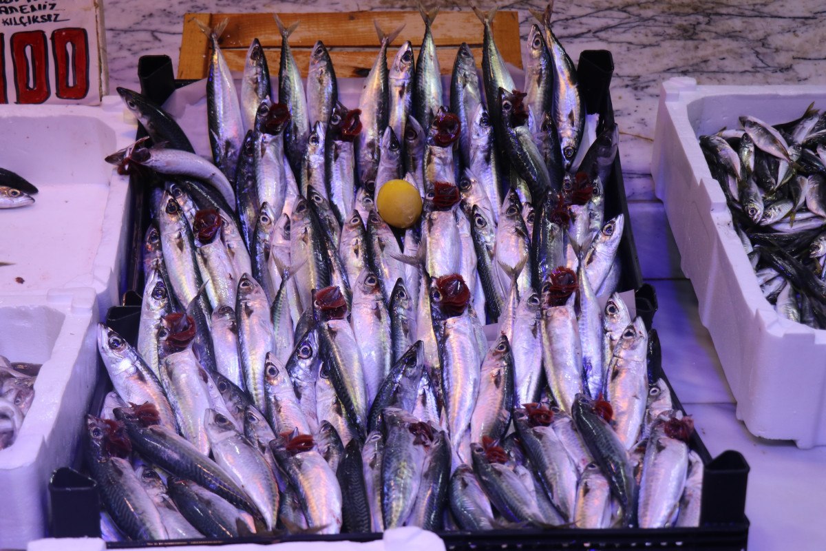 sakaryada kilosu 100 liradan satilan istavrit hamsiyi geride birakti 1