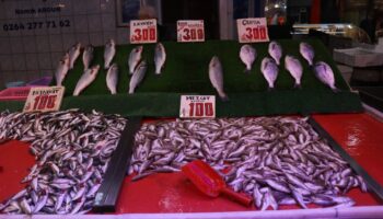 sakaryada kilosu 100 liradan satilan istavrit hamsiyi geride birakti mF5NuU4i