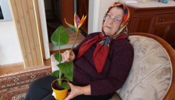 samsunda cennet kusu cicegi plastik cikinca savciliga basvurdu w1EI68Hc