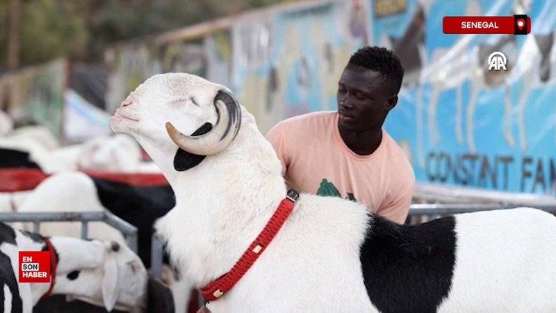 senegalde koyunlarin krali ladoumlar podyuma cikti
