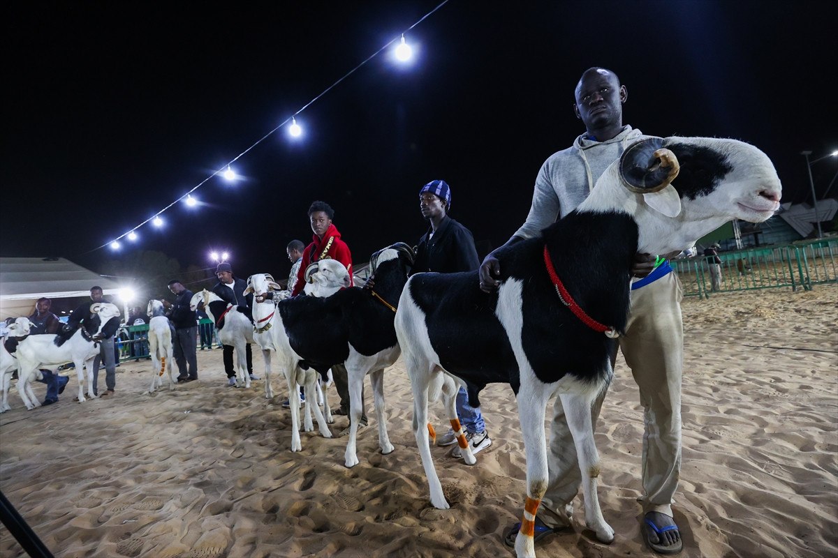 Senegal’de ‘koyunların kralı ladoumlar’ podyumda 1 senegalde koyunlarin krali ladoumlar podyumda 0 4B9AXeYz