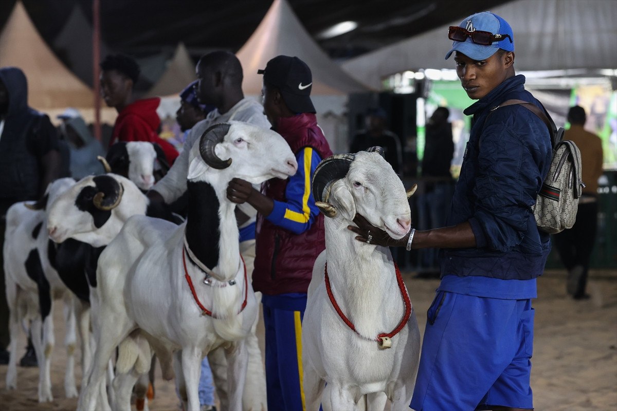 Senegal’de ‘koyunların kralı ladoumlar’ podyumda 2 senegalde koyunlarin krali ladoumlar podyumda 1 kE1JT35I