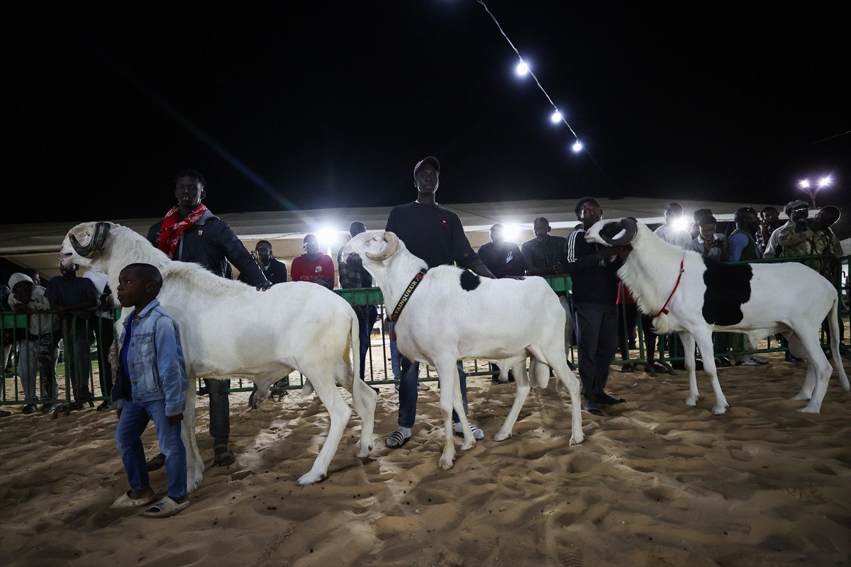 Senegal’de ‘koyunların kralı ladoumlar’ podyumda 3 senegalde koyunlarin krali ladoumlar podyumda 2 FetazhLV