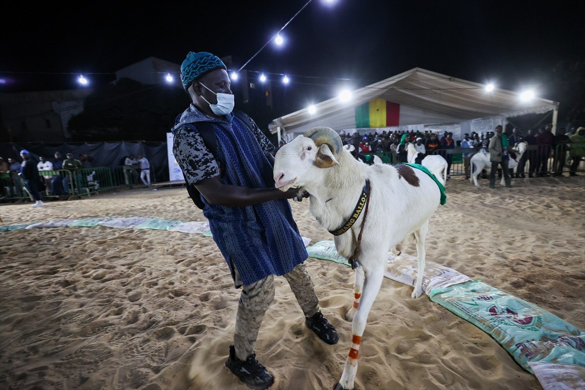 Senegal’de ‘koyunların kralı ladoumlar’ podyumda 4 senegalde koyunlarin krali ladoumlar podyumda 3 vnKlPAaY