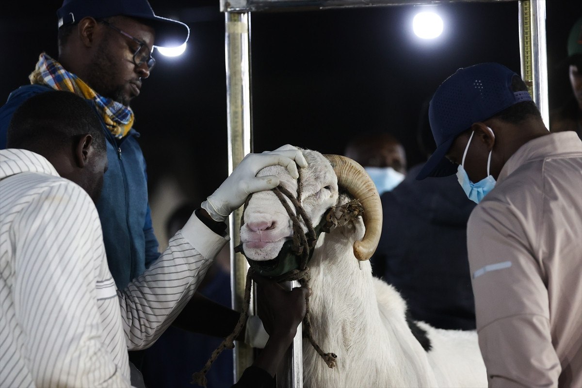 Senegal’de ‘koyunların kralı ladoumlar’ podyumda 5 senegalde koyunlarin krali ladoumlar podyumda 4 t1w9bikm