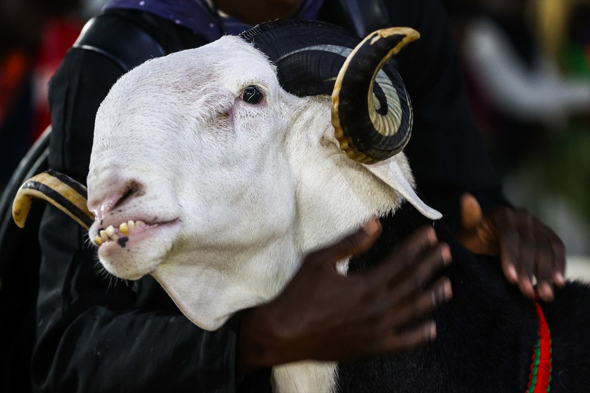 Senegal’de ‘koyunların kralı ladoumlar’ podyumda 6 senegalde koyunlarin krali ladoumlar podyumda 5 tlgTXC1X