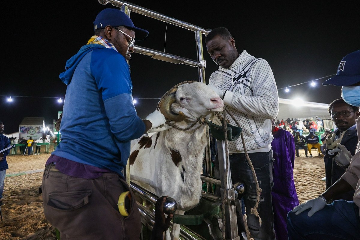 Senegal’de ‘koyunların kralı ladoumlar’ podyumda 8 senegalde koyunlarin krali ladoumlar podyumda 7 CXj4aUla