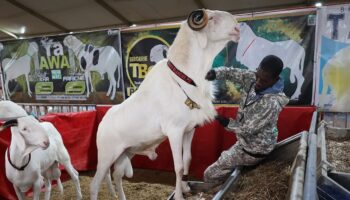 senegalde koyunlarin krali ladoumlar podyumda KnCthpbz