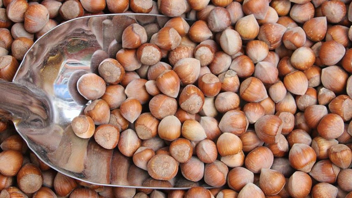 TMO, stoklarındaki kabuklu fındık satışına yarın başlıyor 1 tmo stoklarindaki kabuklu findik satisina yarin basliyor 0 8fMdC8TO