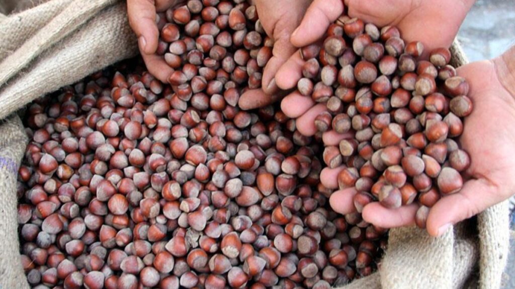 tmo stoklarindaki kabuklu findik satisina yarin basliyor 4W9eALSv