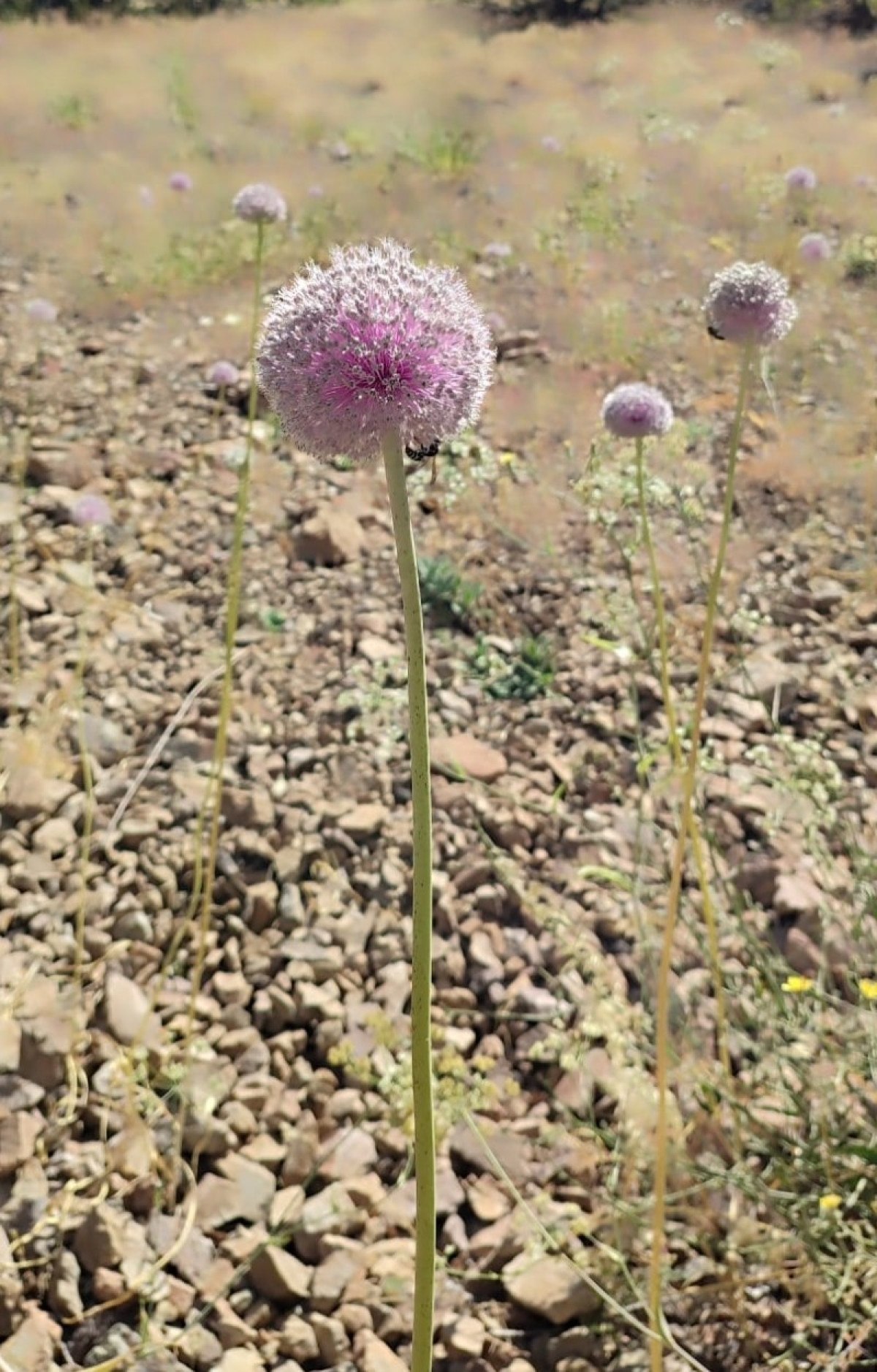 tuncelide bu sarimsagi toplama cezasi 557 bin lira 1 1FVUJHgn