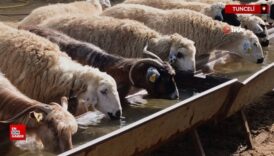 tuncelide sap tedirginligi ureticiler 24 saat kuzu nobeti tutuyor PdSjsYRa