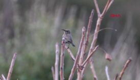 turkiyede ilk kez filistin nektarkusu hatayda goruldu eGKiNQD4