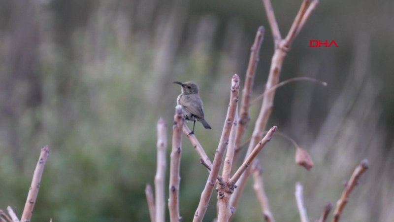 turkiyede ilk kez filistin nektarkusu hatayda goruldu eGKiNQD4