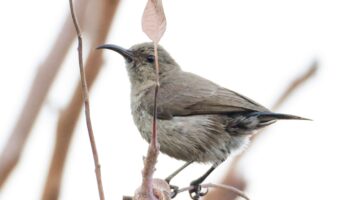 turkiyede ilk kez goruldu filistin nektarkusu samandag sahilinde t8OFnHgs