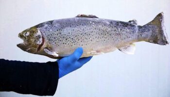 27 bin somon baligi kacti bulanlara odul verilecek yHXDtvLc