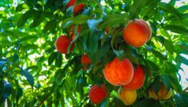 ab tescilli bursa seftalisi 26 ulkeden talep gordu DDfw9PiM