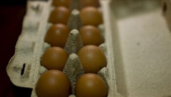 abdde kus gribi krizi var yumurtalari turkiyeden talep ediyor cxEt1BOp