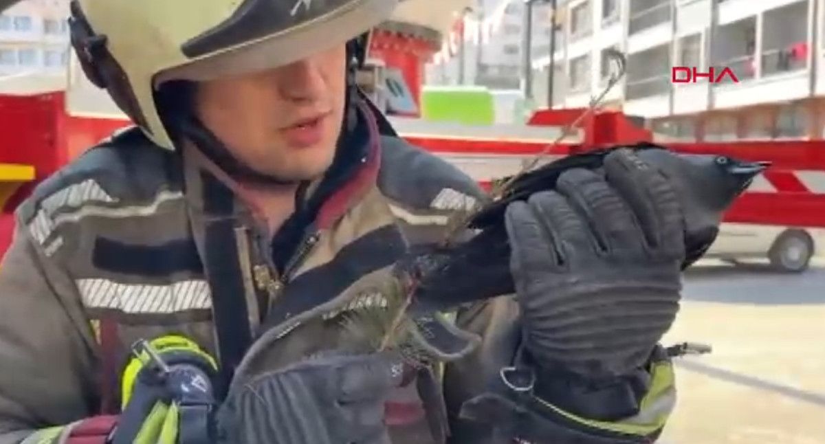 ankarada agacta ipe dolanan karga kurtarildi 0 Un1iEWvu