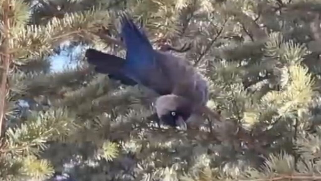 ankarada agacta ipe dolanan karga kurtarildi wFmHhEAW