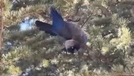 ankarada agacta ipe dolanan karga kurtarildi wFmHhEAW