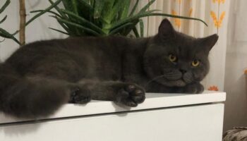 antalyada cins kedisini kaybeden kadin guvenlik kamerasini izleyince soke oldu 8XelFA4y