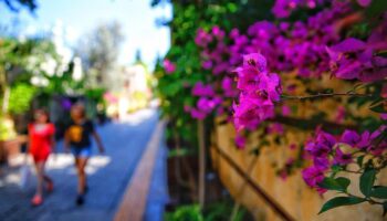 antalyadan ihracata 75 milyon dal cicek gonderildi yPbVjcQD