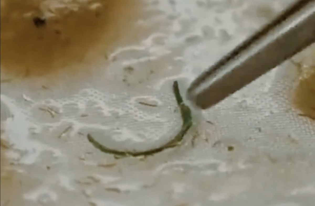 Antarktika'da mikroplastik alarmı: Sıfır Atık Projesi'nin önemi bir kez daha ortaya çıktı 3 antarktikada mikroplastik alarmi sifir atik projesinin onemi bir kez daha ortaya cikti 2 Ok6rQjXB