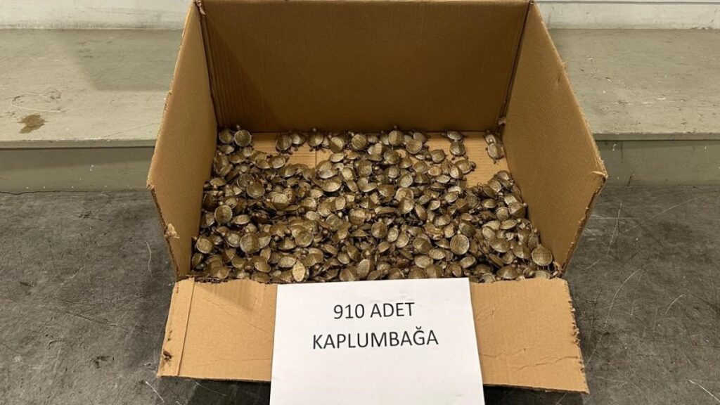 artvin gumrugunde kacak su kaplumbagasi operasyonu yapildi f2qxU1Mm