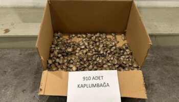 artvin gumrugunde kacak su kaplumbagasi operasyonu yapildi f2qxU1Mm